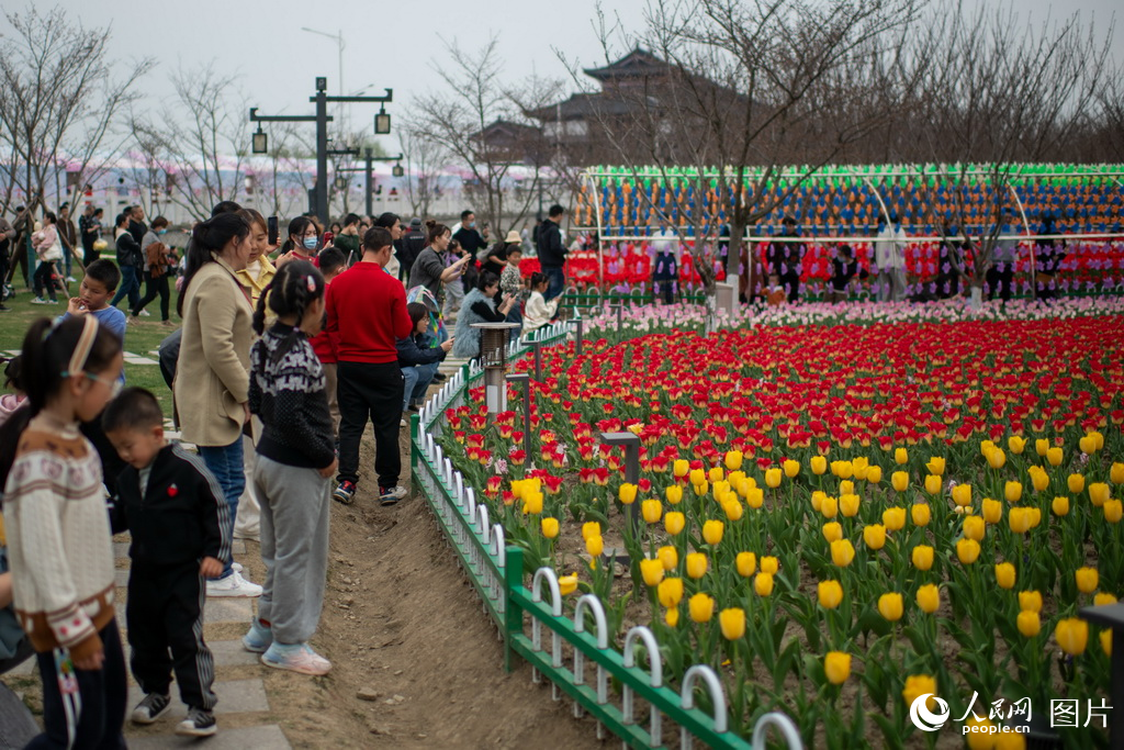 3月23日正值周末,位于浙江平湖的樱花小镇,2万棵樱花10万株郁金香竞相