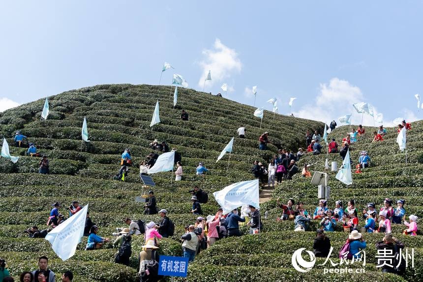 贵州黔南:上春山 采春茶-广西新闻网