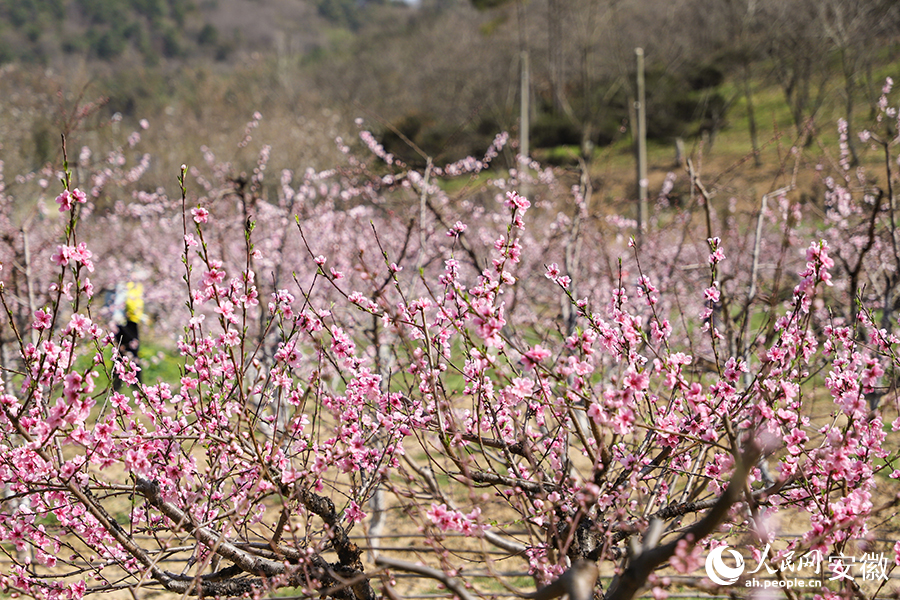 安徽当涂桃花始盛开山村迎客来