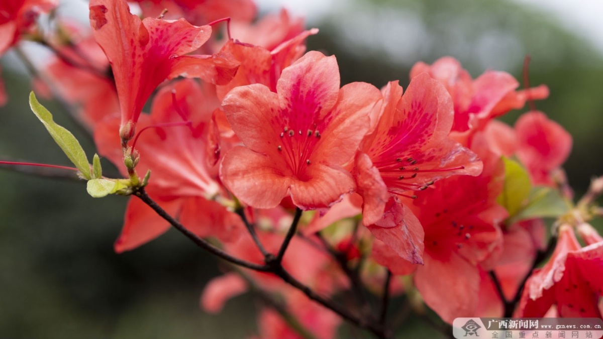 周周有聚会月月有活动广西三月三2024猫儿山高山杜鹃花文化旅游季活动