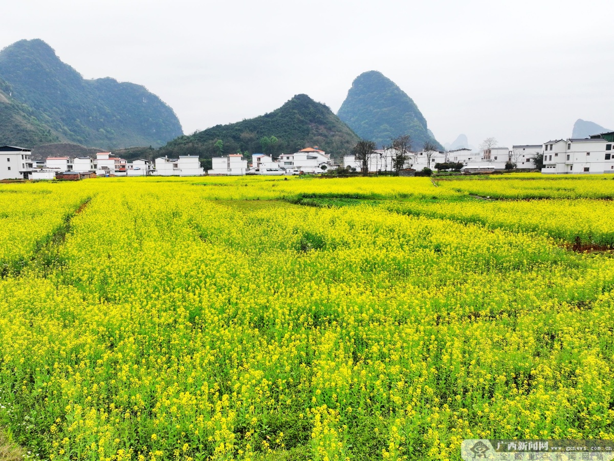 河池罗城稻模式拓宽农民增收渠道