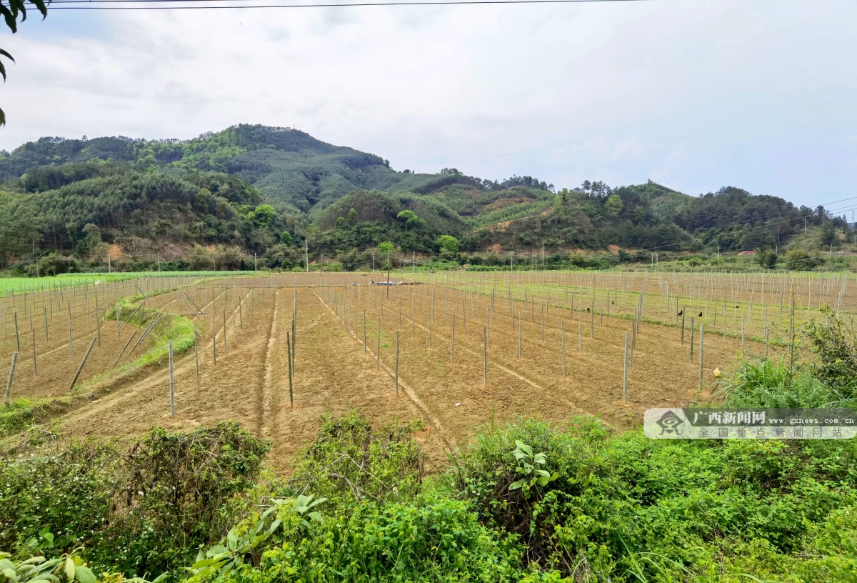 鹿寨县返乡创业成热潮小药材有大作为