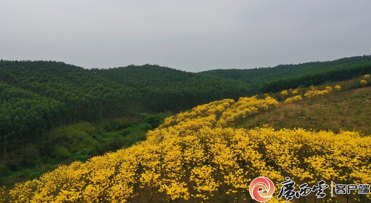 图为3月27日拍摄的黄花风铃花美景.
