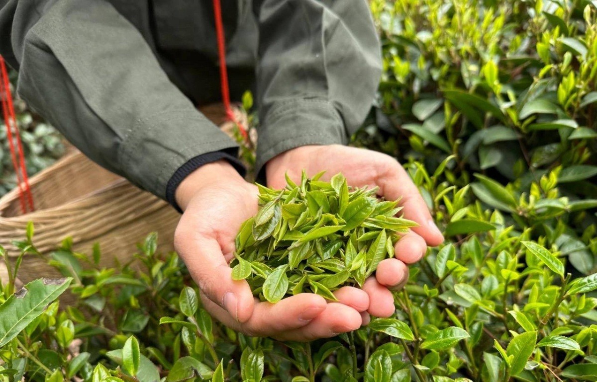 正是春茶季！广西今年的明前茶、社前茶陆续上市