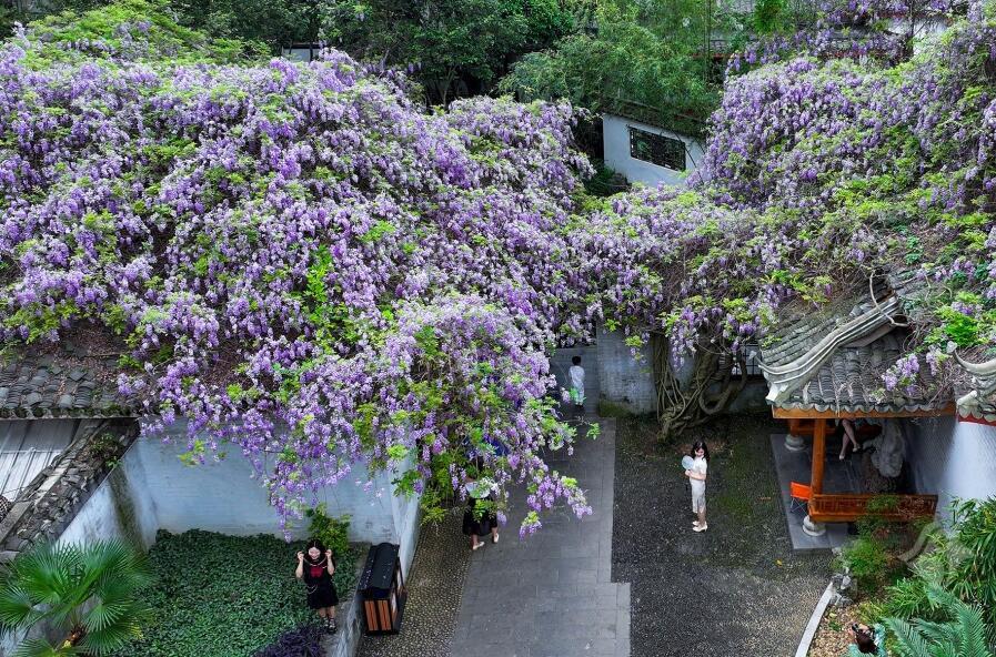 紫色的瀑布！紫藤花开正旺，柳州市民纷纷拍照打卡
