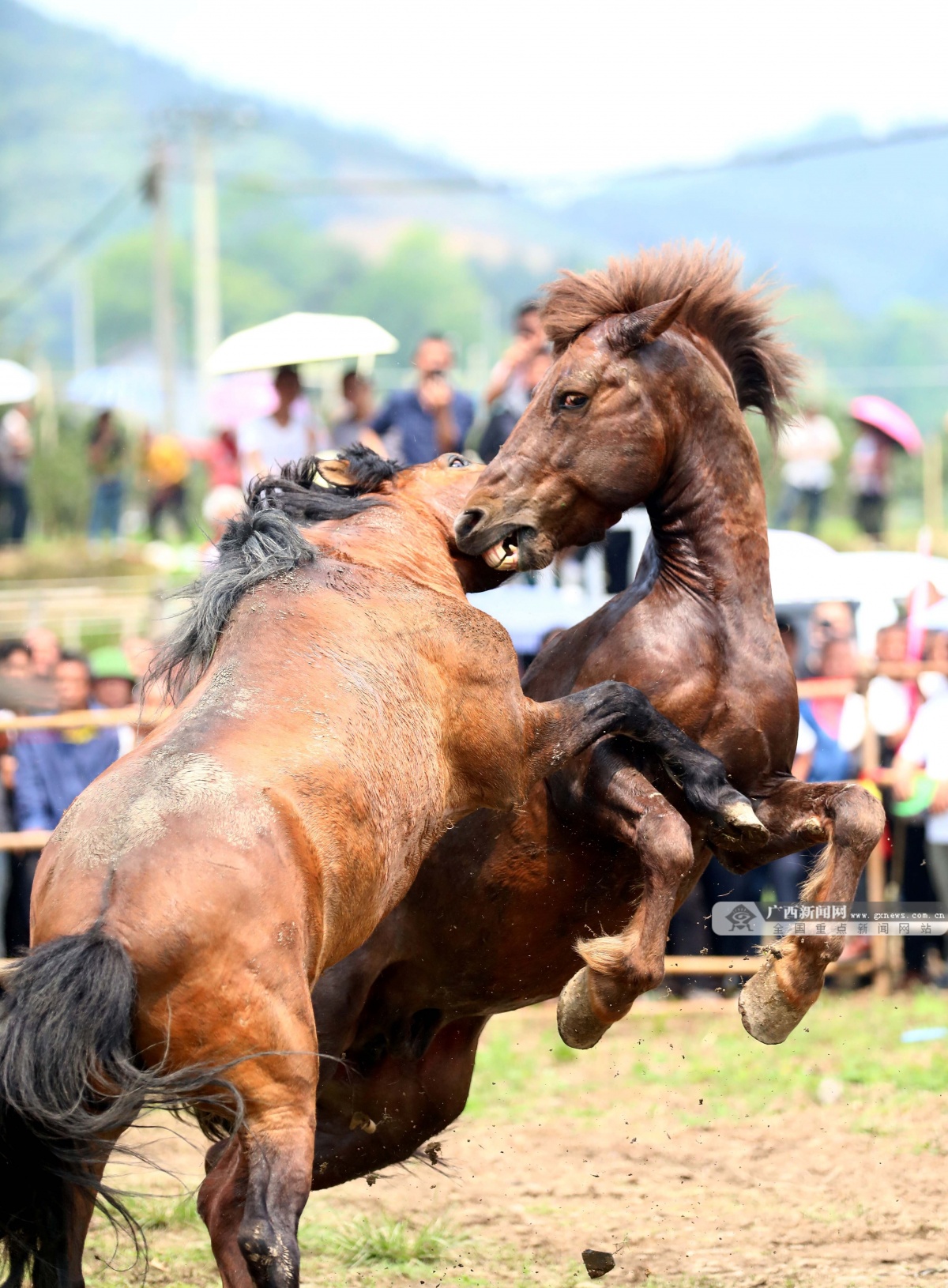 融安斗马祈丰收
