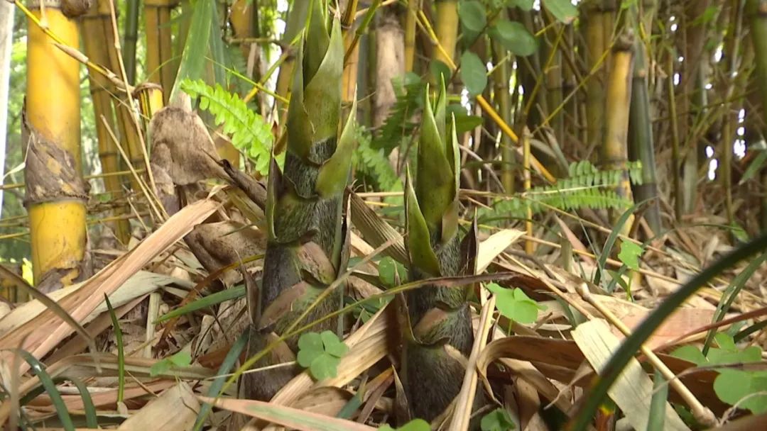 公园免费竹笋随便薅这可不能乱来