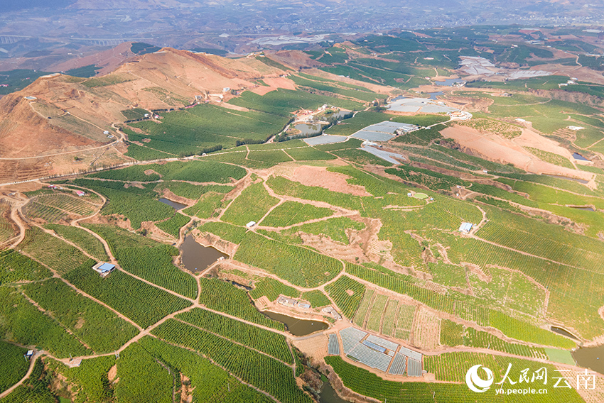 云南大理宾川荒坡变绿洲柑橘甜如蜜