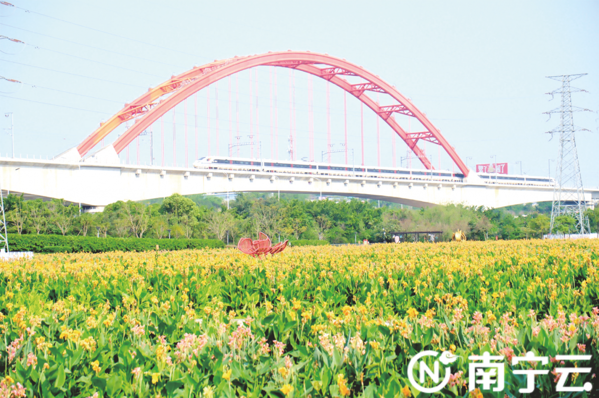 南宁那考河湿地公园百亩美人蕉迎来一年最美时节-广西新闻网