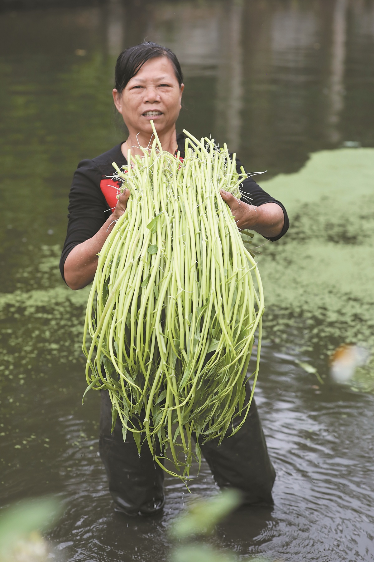 博白蕹菜鲜嫩上市