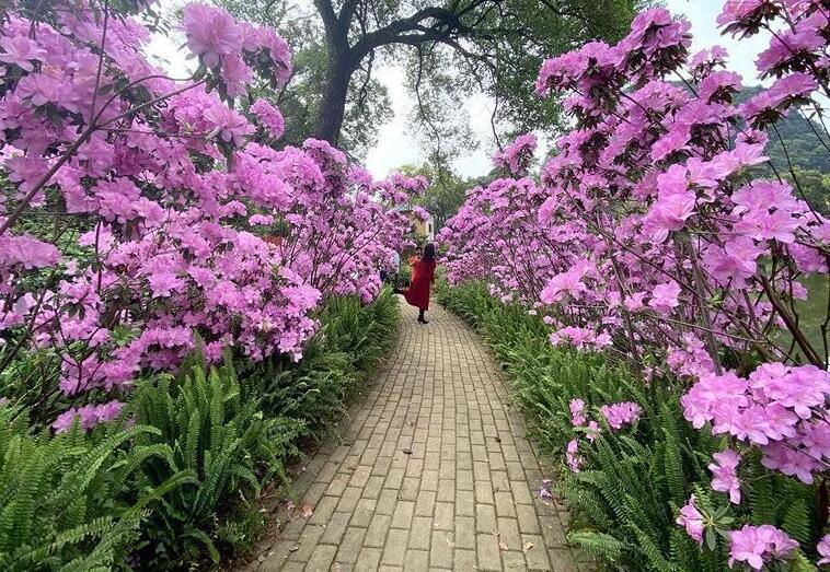 走，去有花的地方！”三月三”来柳州赴春之约