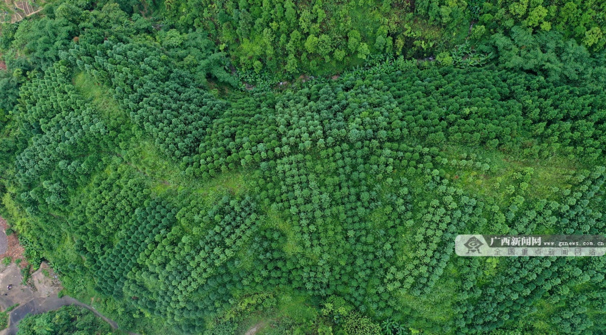 融安县《香杉香》mv上线 文旅融合推动香杉产业高质量发展|手机广西网