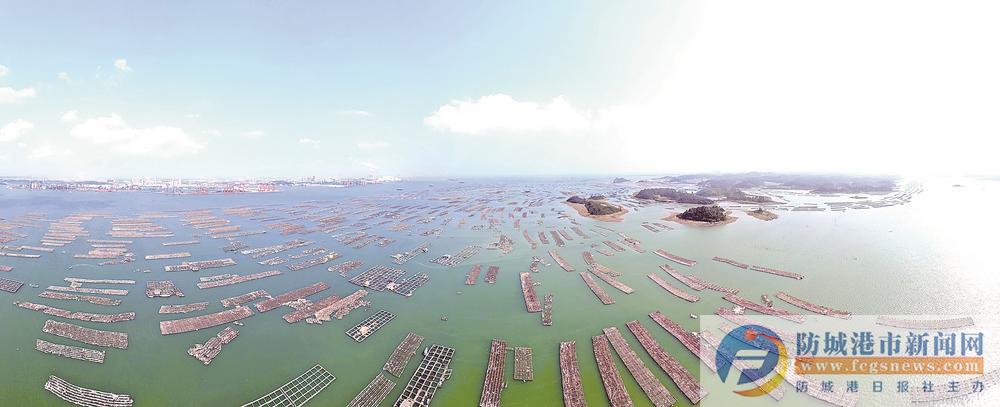 防城港市万亩蚝排让村民走上富蚝之路