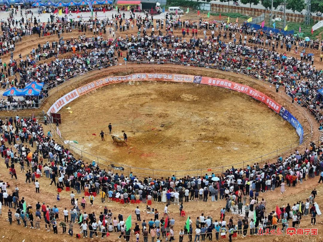 广西三月三斗牛大赛,"宜州牛魔王"夺冠