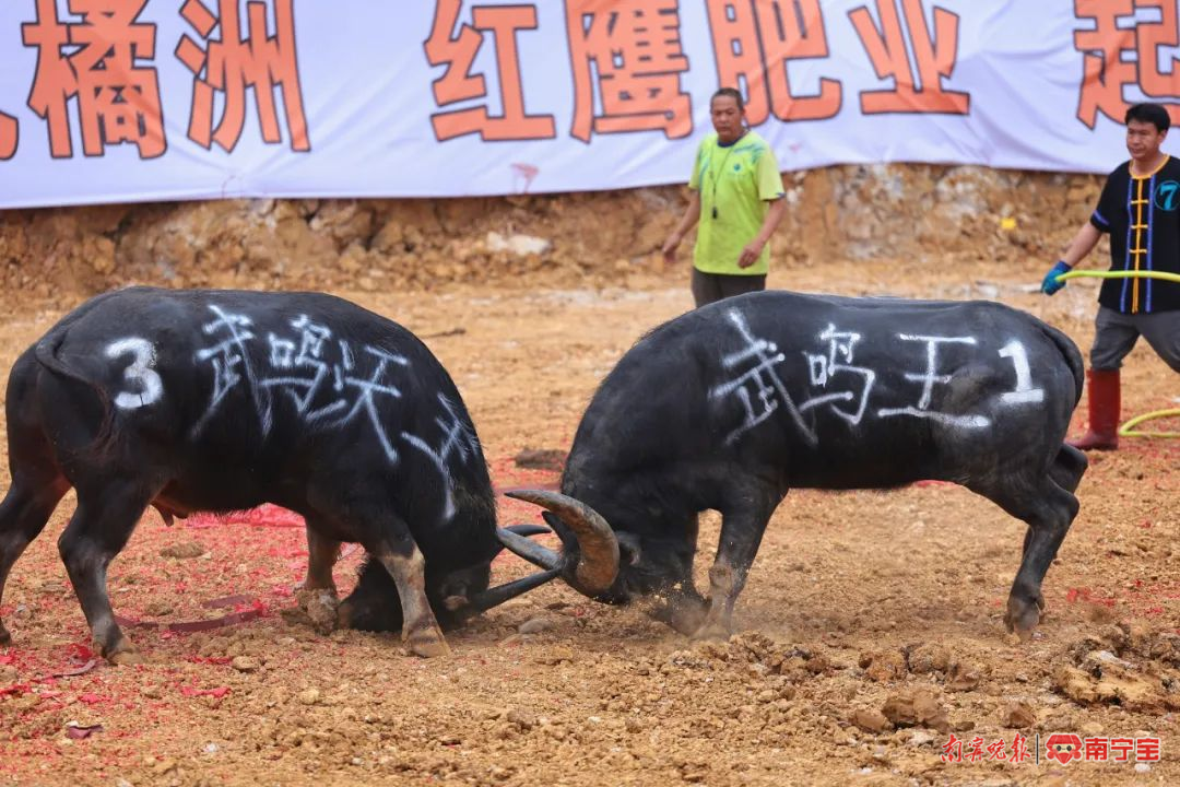 广西三月三斗牛大赛宜州牛魔王夺冠