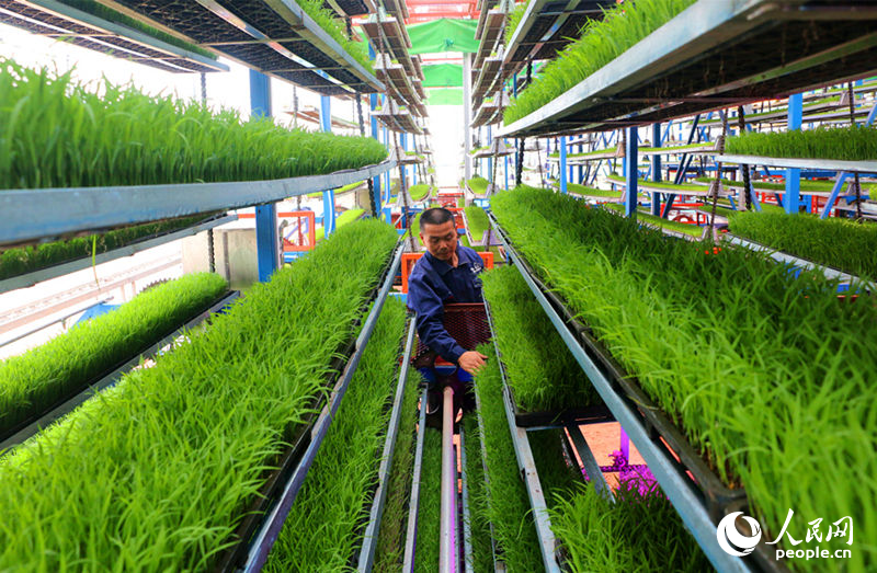 湖南长沙智能化育秧工厂助春耕