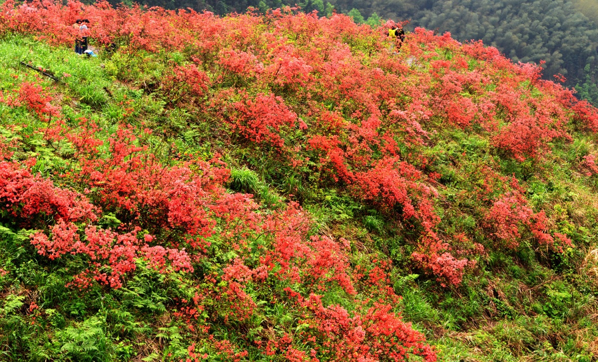 广西灵川高山杜鹃映山红赏花经济助振兴