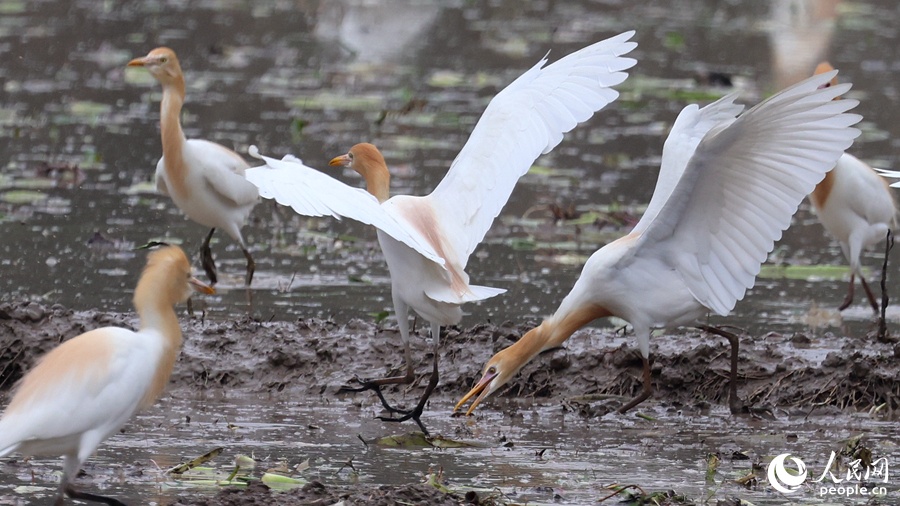 厦门鹭鸟翩跹伴春耕