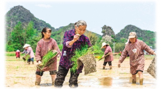 阳朔：近30万亩水稻种植有序进行
