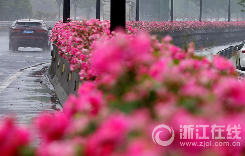浙江杭州空中花廊渐入佳境