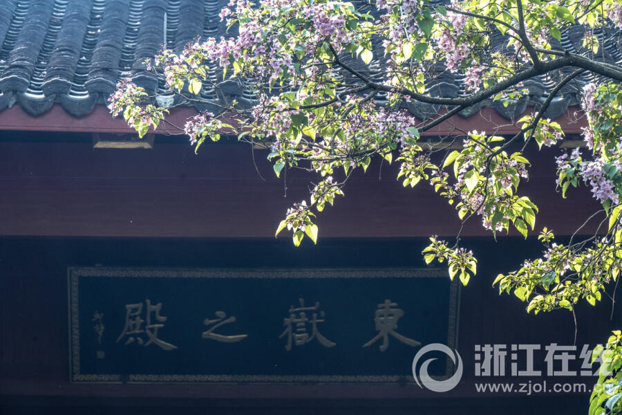 杭州吴山东岳庙古树开花