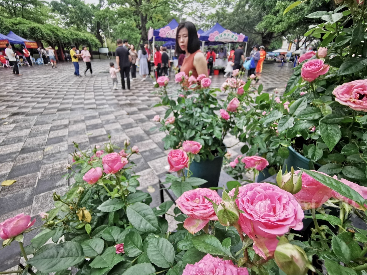 柳州市马鹿山老年大学图片