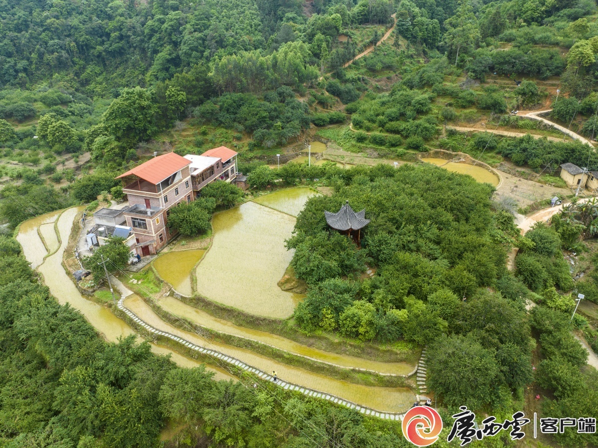 4月24日,梧州市苍梧县狮寨镇古东村森木组绿意盎然的青梅果产业与青山
