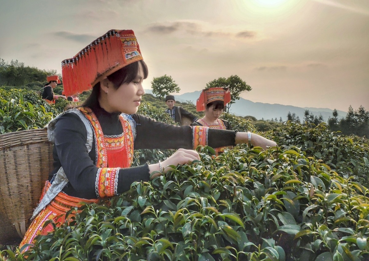 非遗茶会79 | 广西平乐石崖茶:绝壁生辉茶韵扬