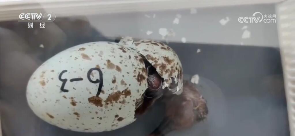 广西新闻网>新闻中心>新闻中心滚动条>正文 在南泥湾国有生态林场朱鹮