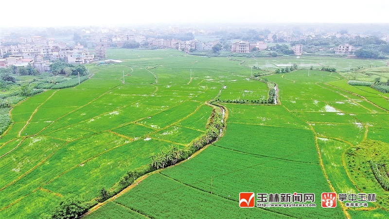 图为兴业县沙塘镇五团村塔儿垌国家绿色高质高效创建水稻示范基地.