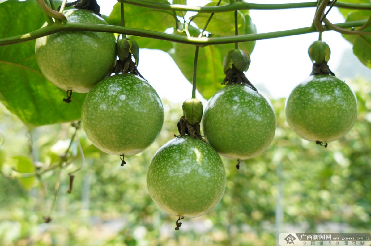 今年以来,全镇共发展桑蚕254亩,甘蔗3360亩,百香果430亩,西瓜120 亩