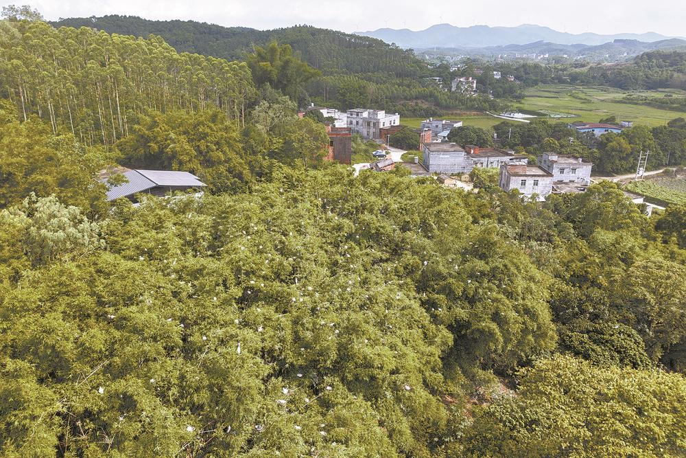 钦州市钦北区:鹭鸟伴农耕 田园生态美