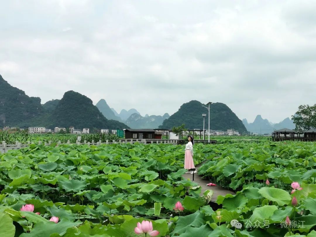 衢州莲花农趣园图片