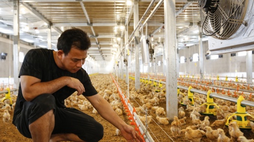 柳州市柳城县：小小一只鸡 孵化大产业