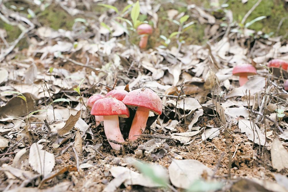 浦北红菇惹人爱 抢"鲜"俏市场