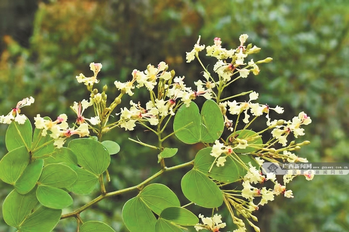 广西发现国内特有濒危新物种河池德昭藤