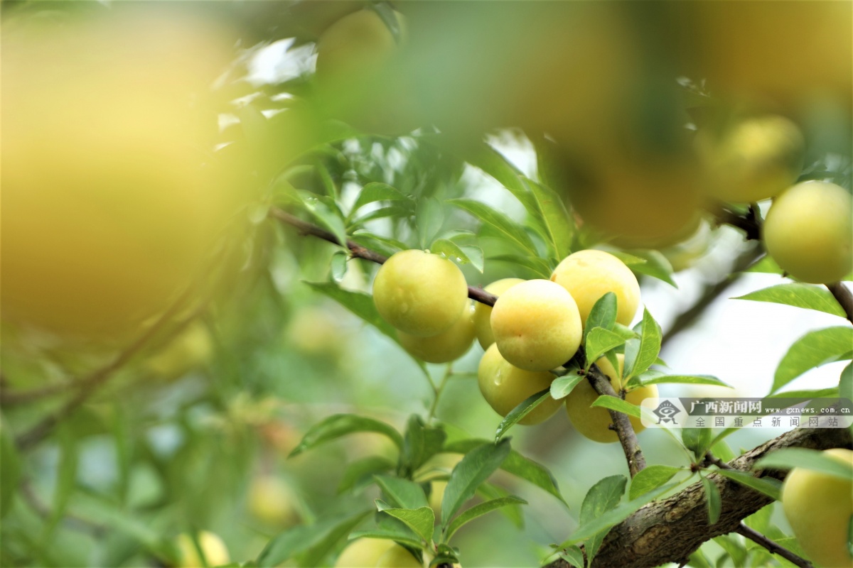 黄腊李挂满枝头  南丹环保技术防虫防鸟保丰收