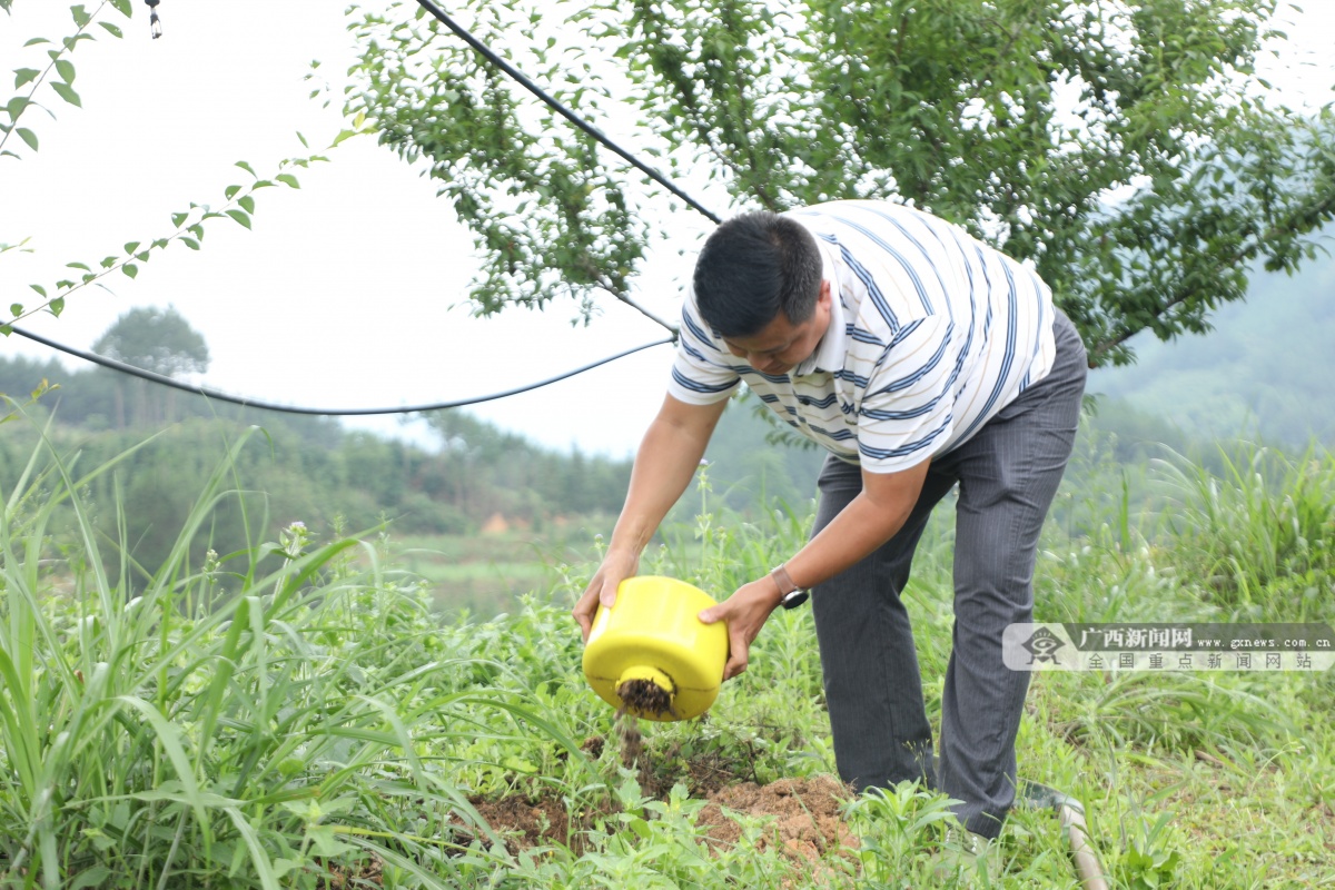 黄腊李挂满枝头  南丹环保技术防虫防鸟保丰收
