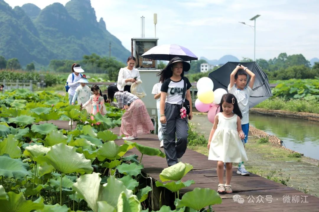 必一运动柳州市柳江区：以“荷”为媒 迎八方来客(图2)