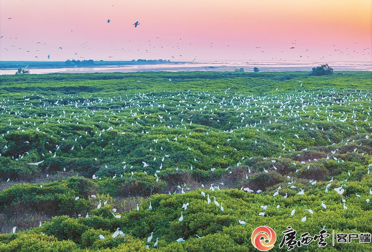 农民日报关注丨丝路连山海融合兴桂南(图1)