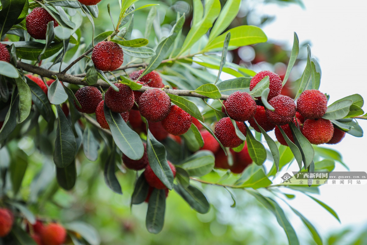 灵川:红实缀青枝 采摘正当时