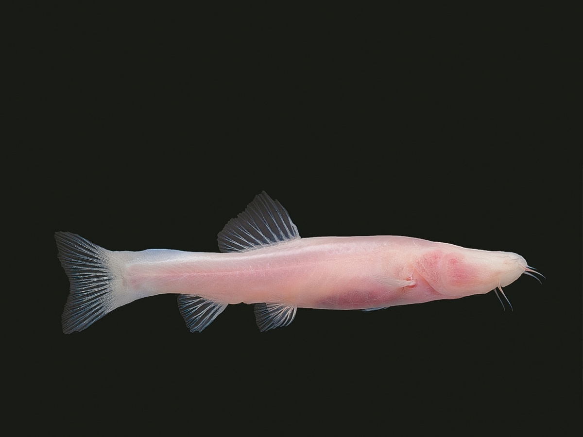 广西发现鱼类新物种龙州中华喀鳅