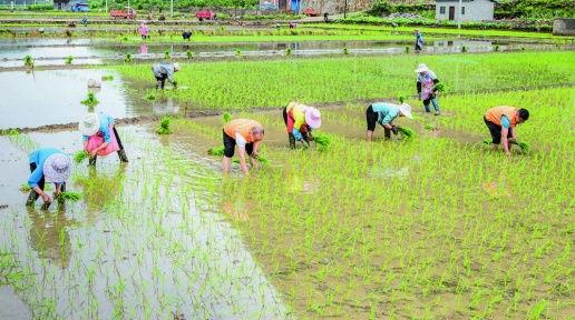 西林：打造示范种植区 壮大冷水香米产业