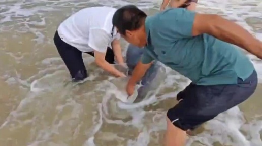抹香鲸搁浅防城港海滩 渔政群众合力成功救援