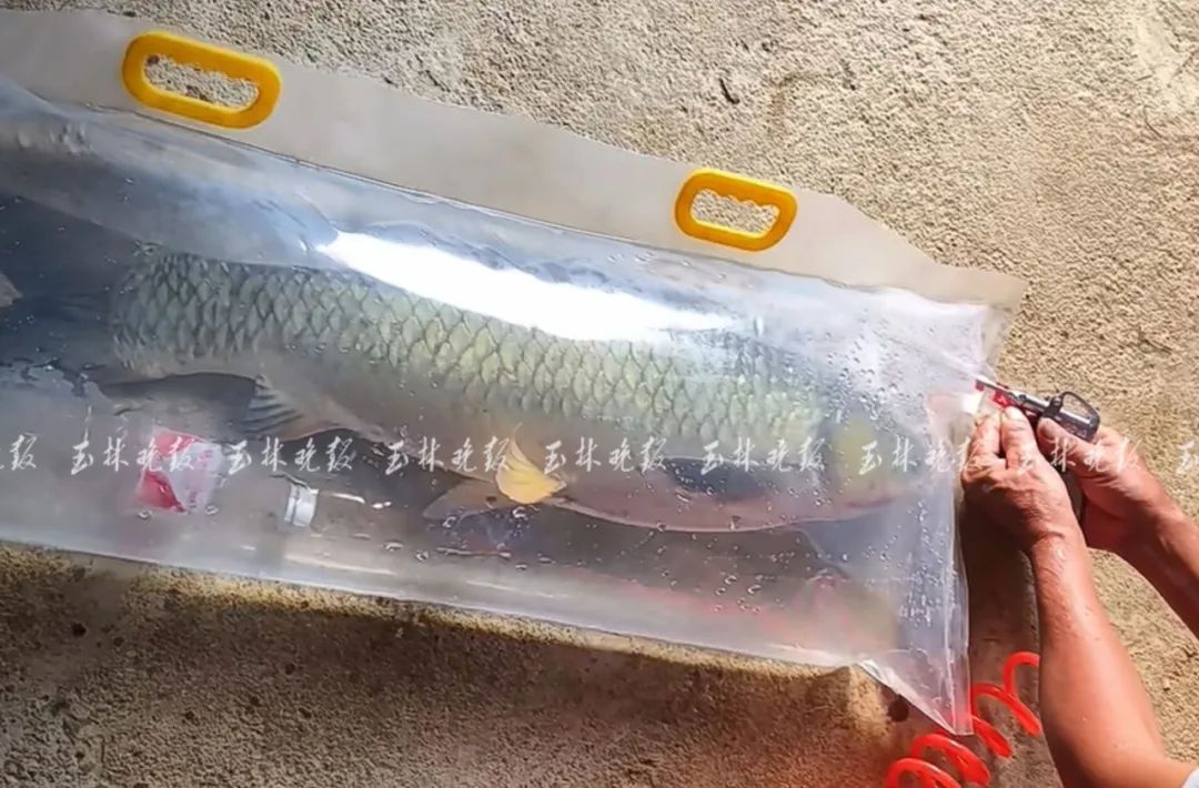 2c088b8d38029fed881e3fa801ed8ec6.jpeg
