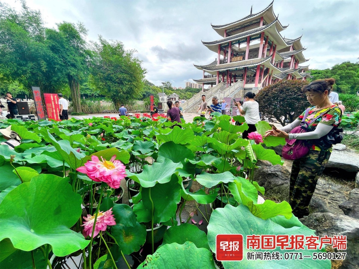 覃塘区荷花风景区介绍图片