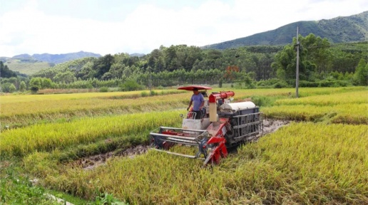 水稻喜迎丰收 农机助力收割忙