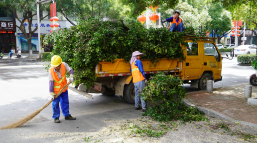 贺州：行道树“修容” 消除安全隐患