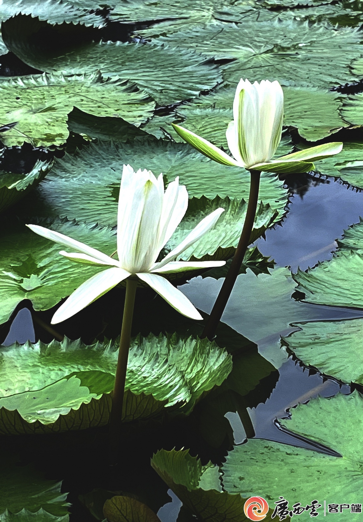 高清图集丨睡莲绽放公园美