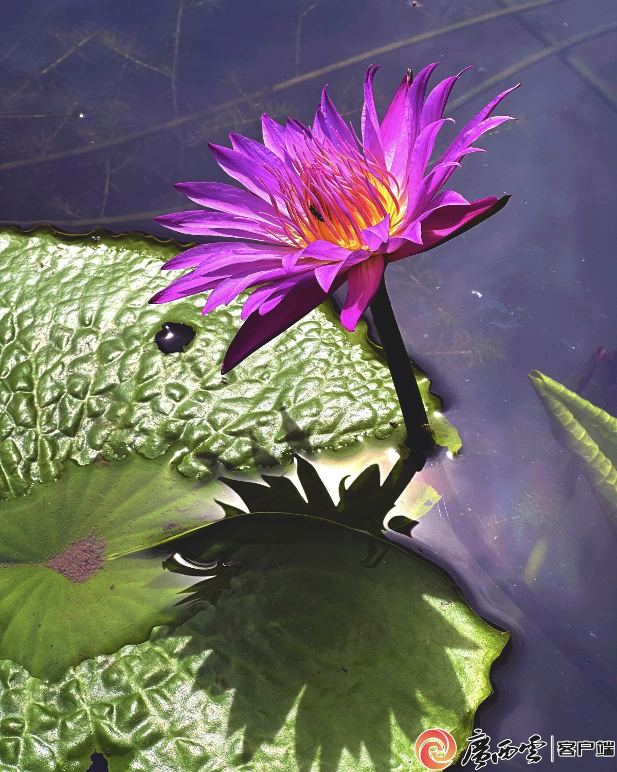 高清图集丨睡莲绽放公园美